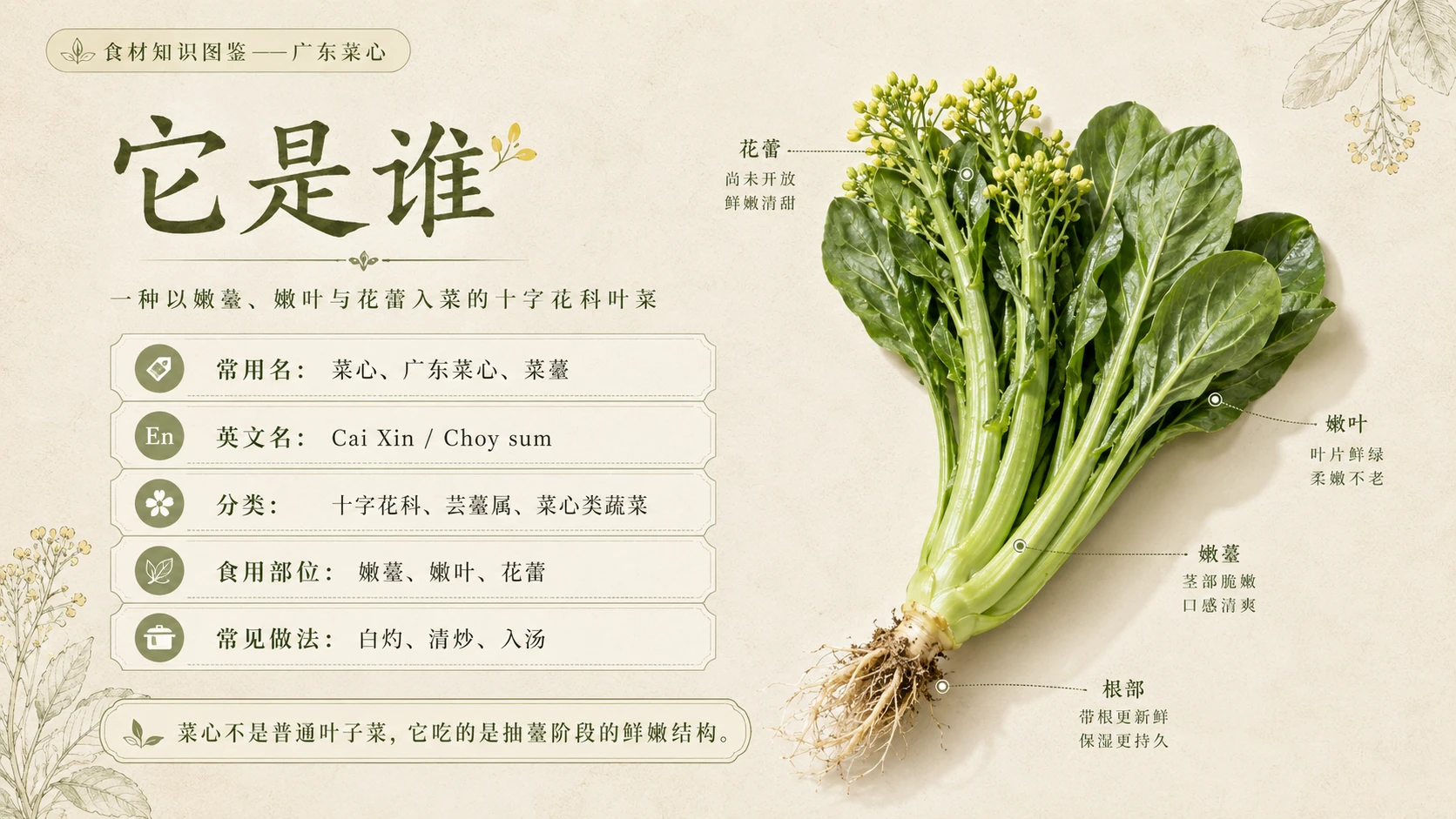 万物知识图鉴系列作品PPT——广东菜心 - 预览图2