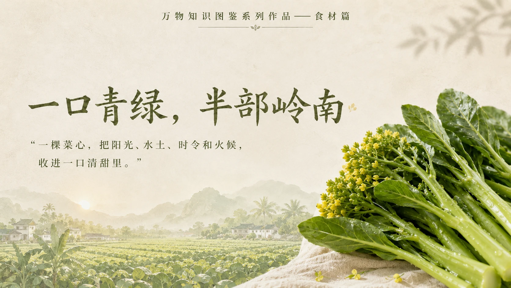 万物知识图鉴系列作品PPT——广东菜心 - 预览图10