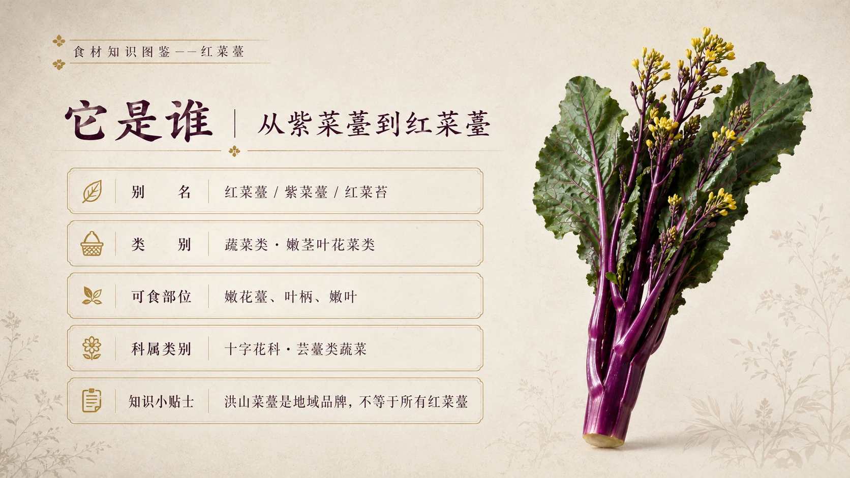 万物知识图鉴系列作品PPT——红菜薹 - 预览图2