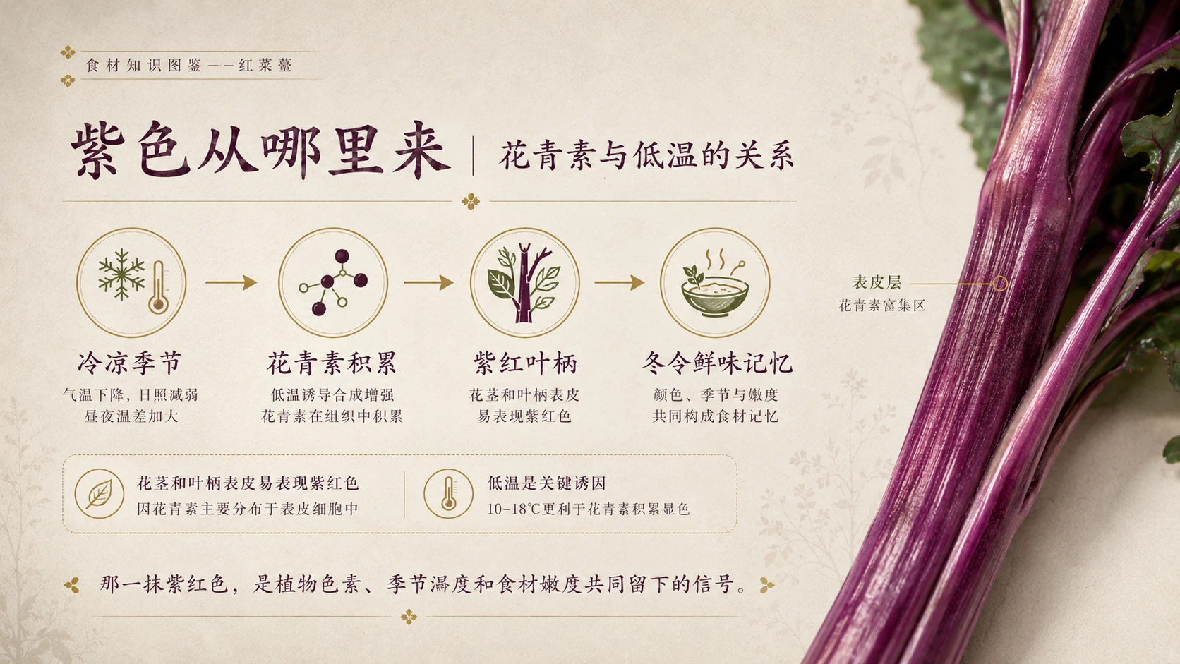 万物知识图鉴系列作品PPT——红菜薹 - 预览图6