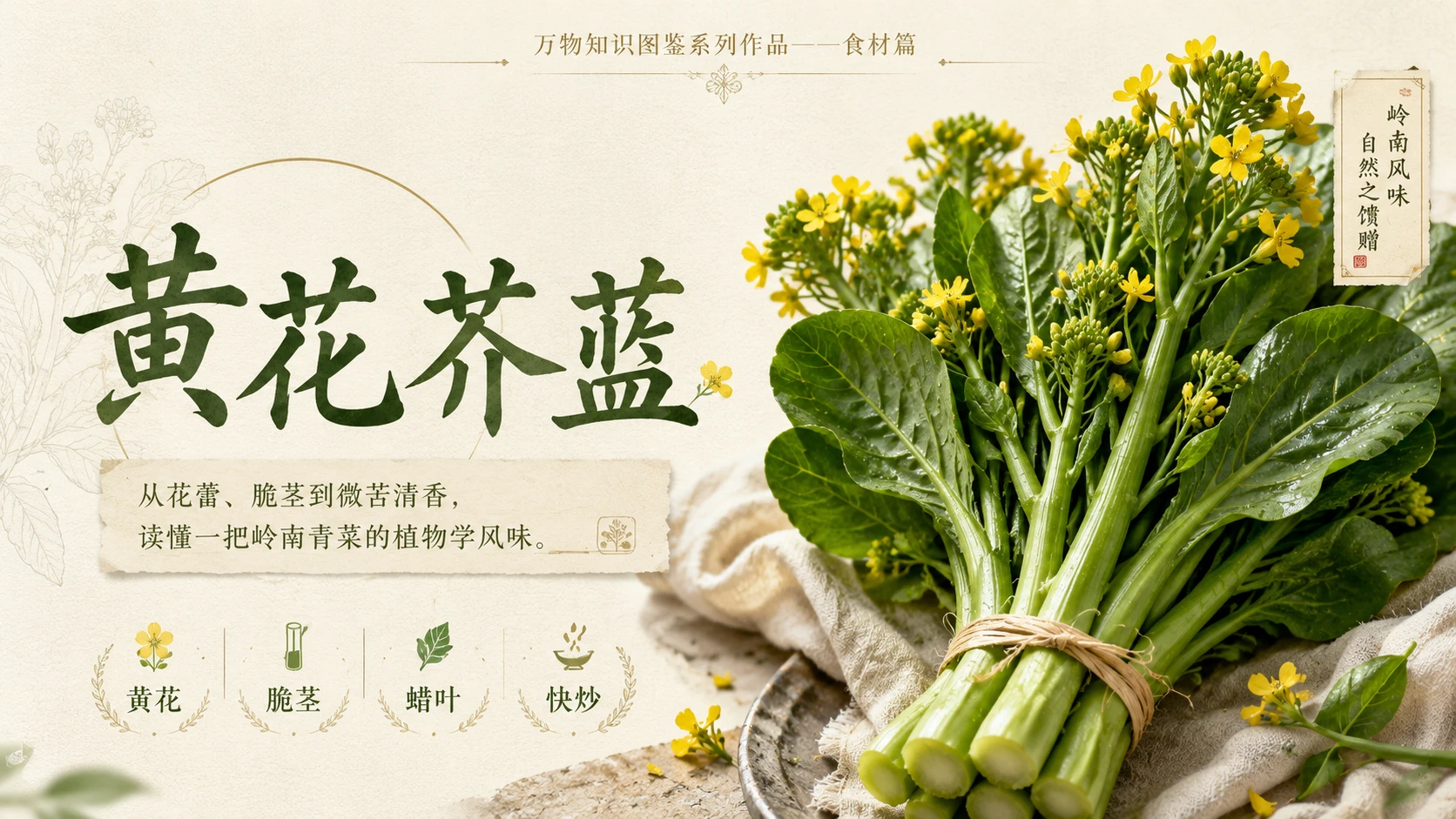 万物知识图鉴系列作品PPT——黄花芥蓝 - 预览图1