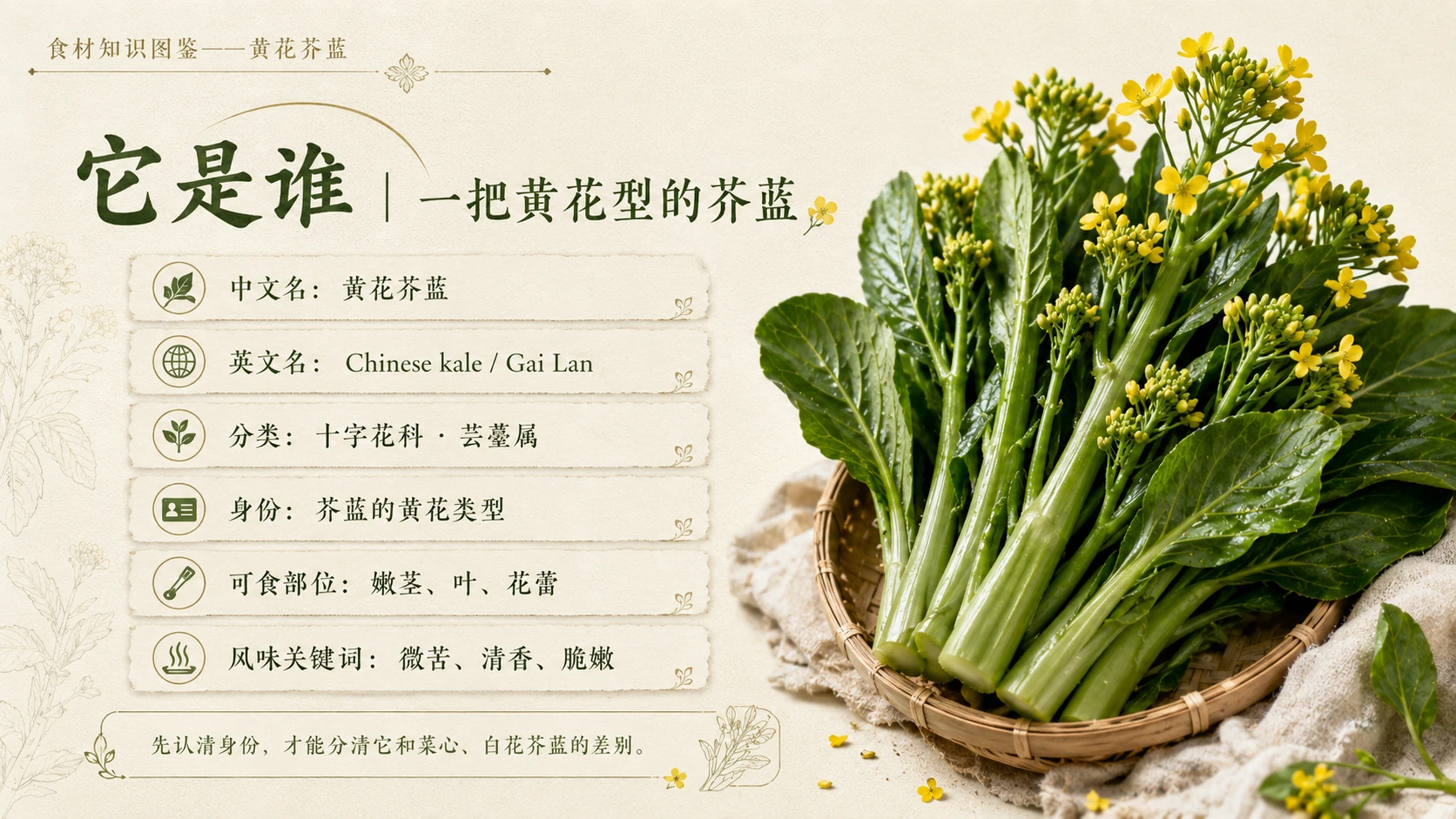 万物知识图鉴系列作品PPT——黄花芥蓝 - 预览图2