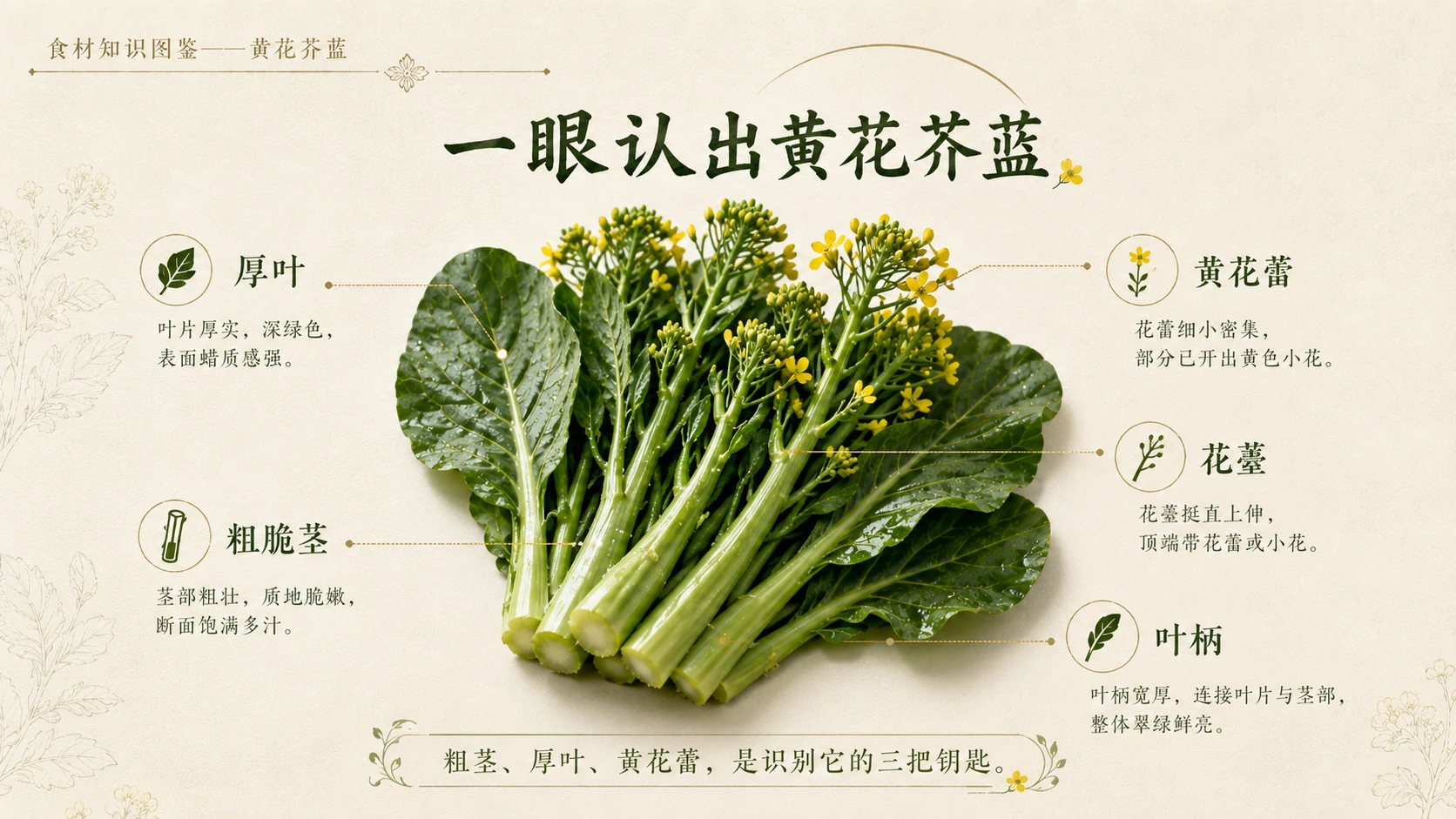 万物知识图鉴系列作品PPT——黄花芥蓝 - 预览图3