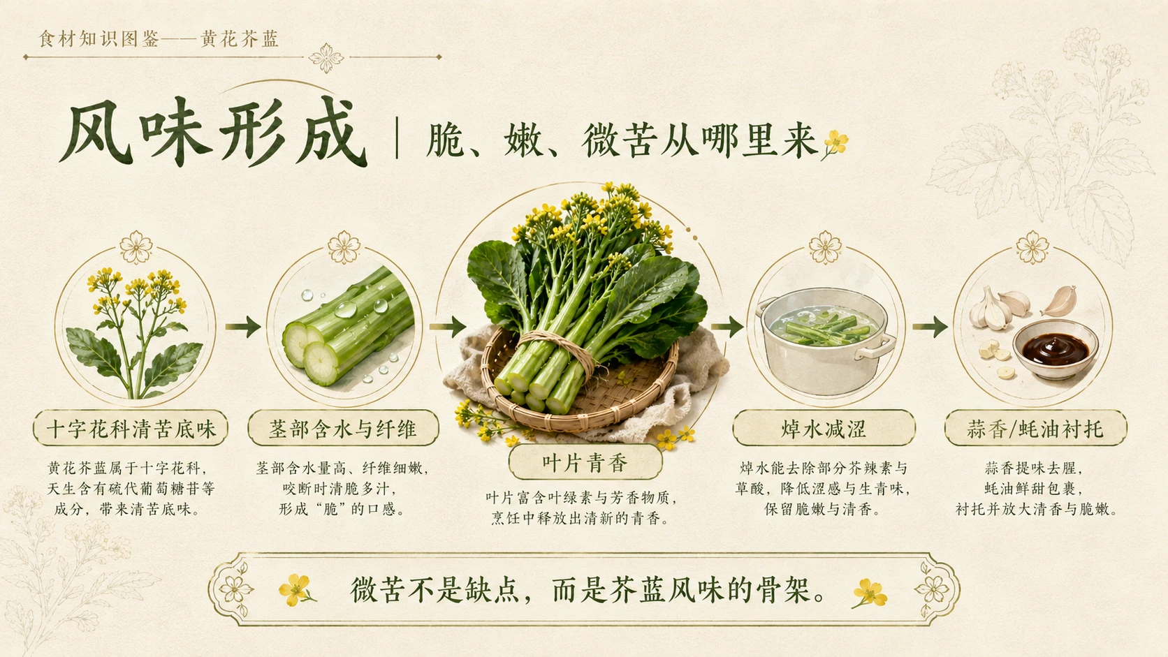 万物知识图鉴系列作品PPT——黄花芥蓝 - 预览图6