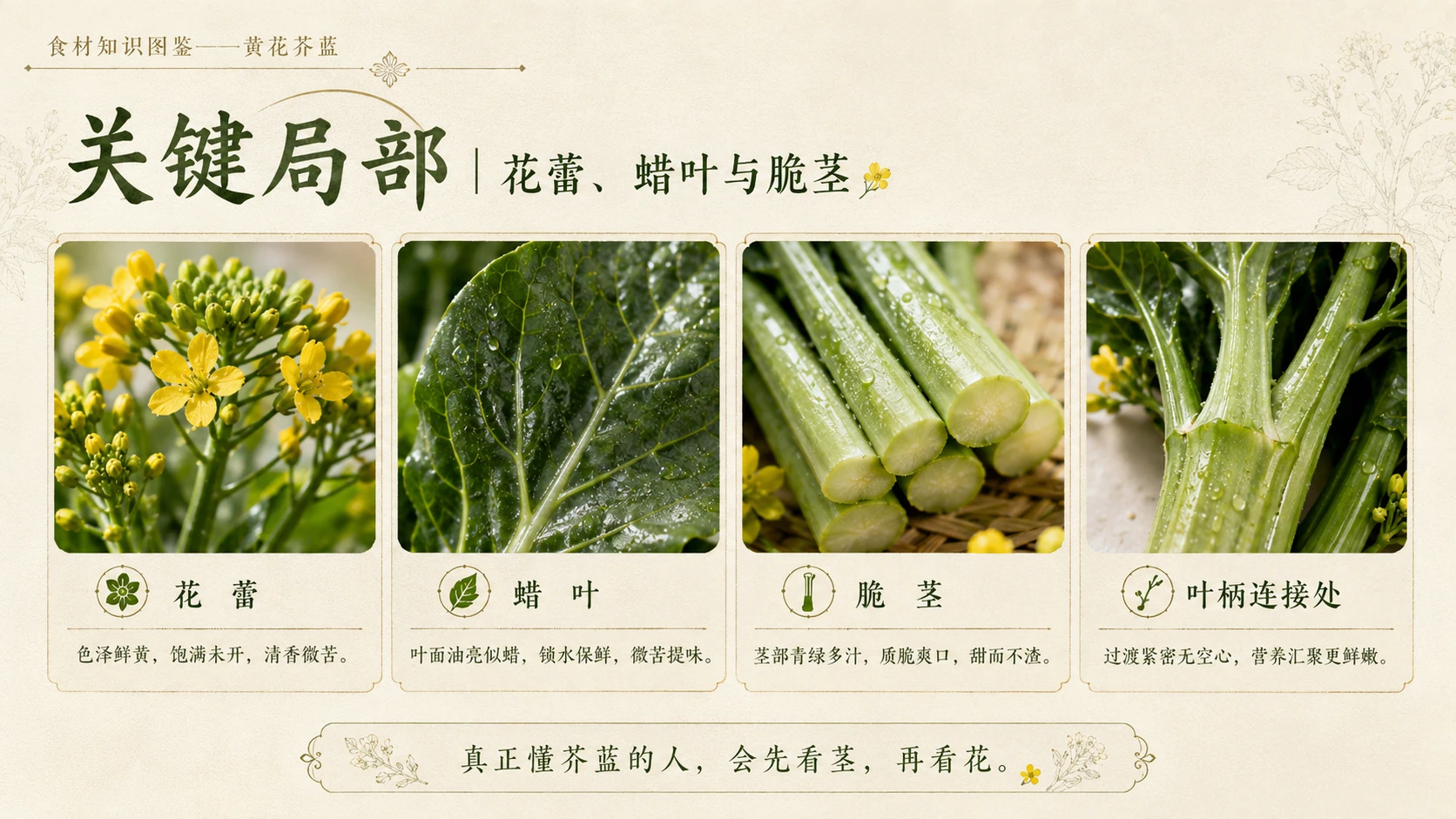 万物知识图鉴系列作品PPT——黄花芥蓝 - 预览图7