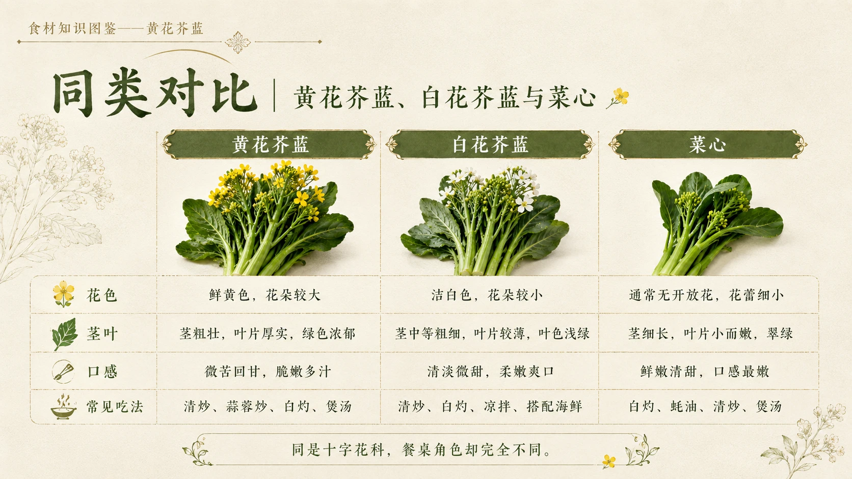 万物知识图鉴系列作品PPT——黄花芥蓝 - 预览图8