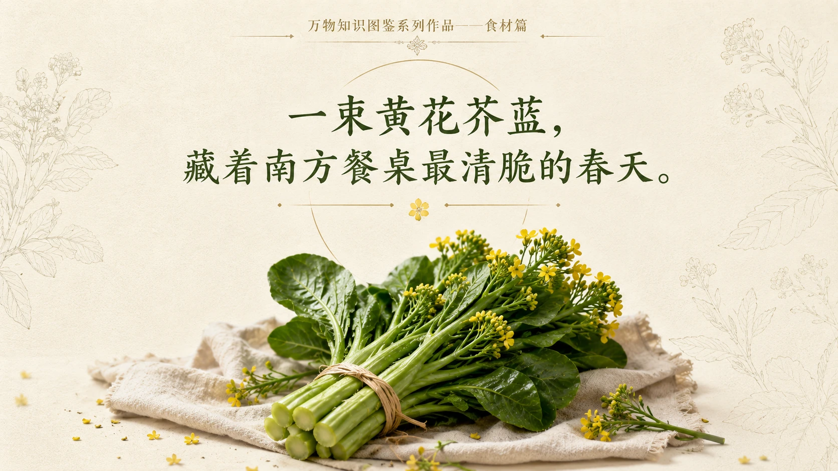 万物知识图鉴系列作品PPT——黄花芥蓝 - 预览图10