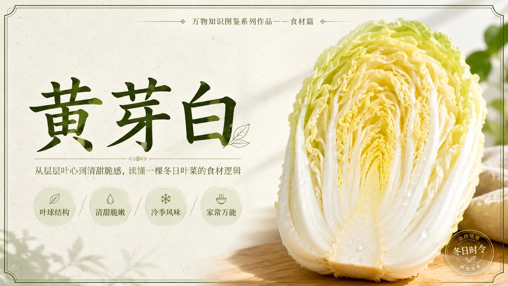 万物知识图鉴系列作品PPT——黄芽白 - 预览图1