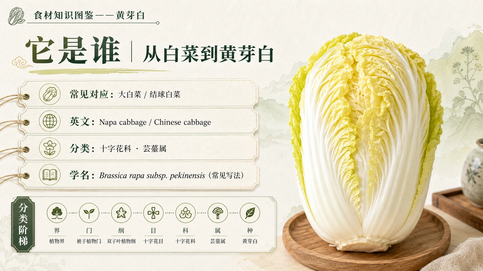 万物知识图鉴系列作品PPT——黄芽白 - 预览图2