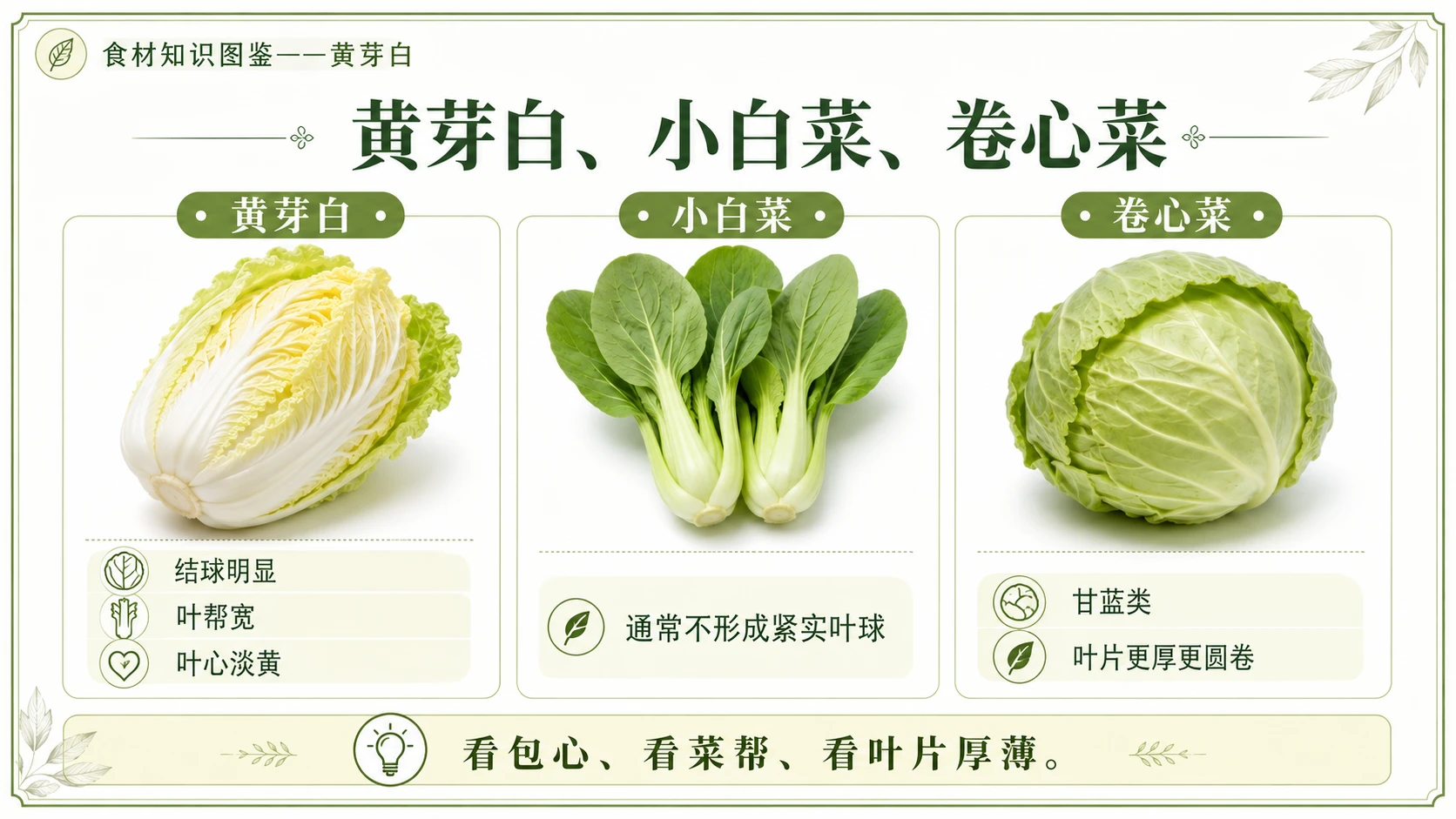 万物知识图鉴系列作品PPT——黄芽白 - 预览图8