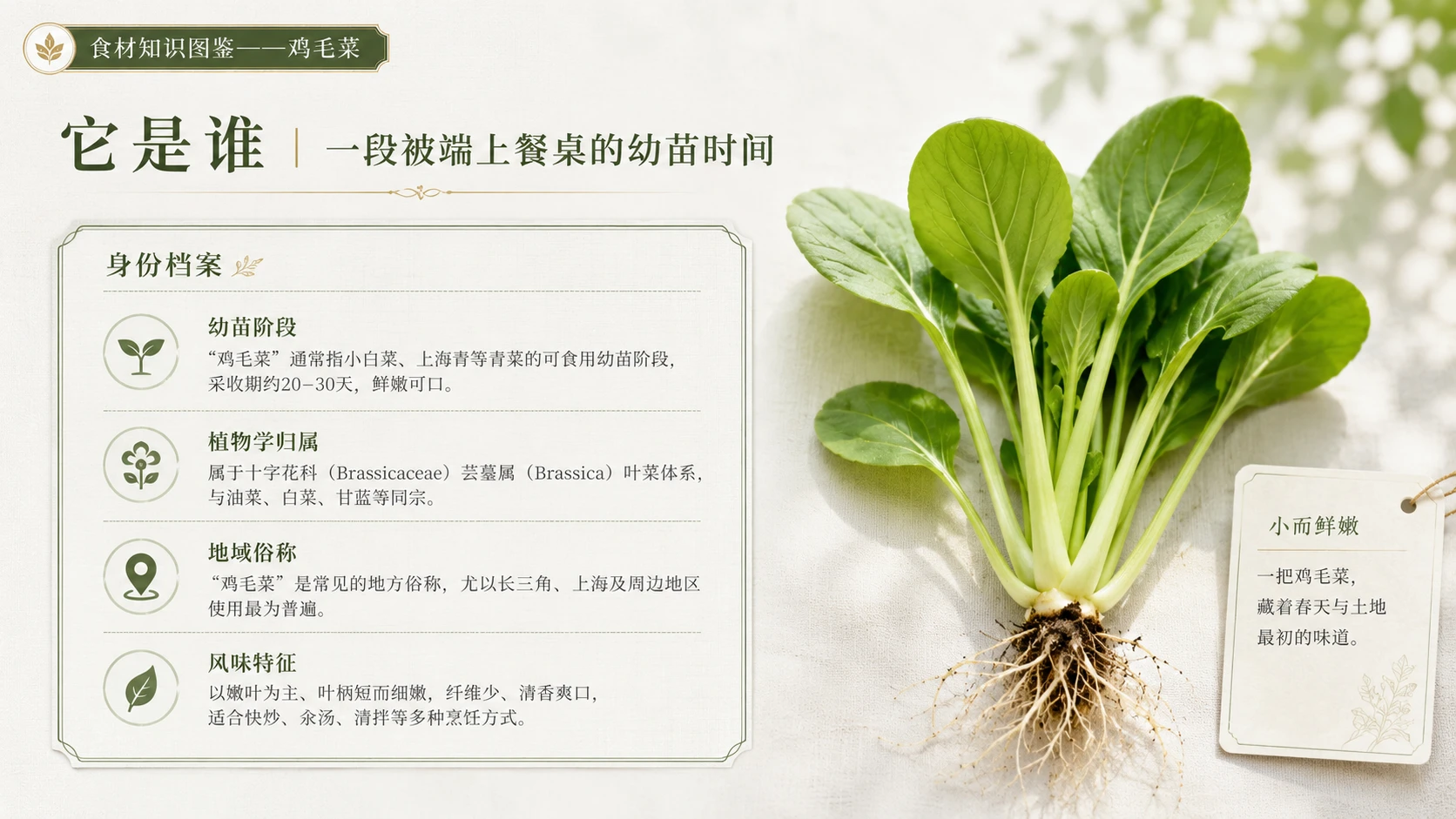 万物知识图鉴系列作品PPT——鸡毛菜 - 预览图2