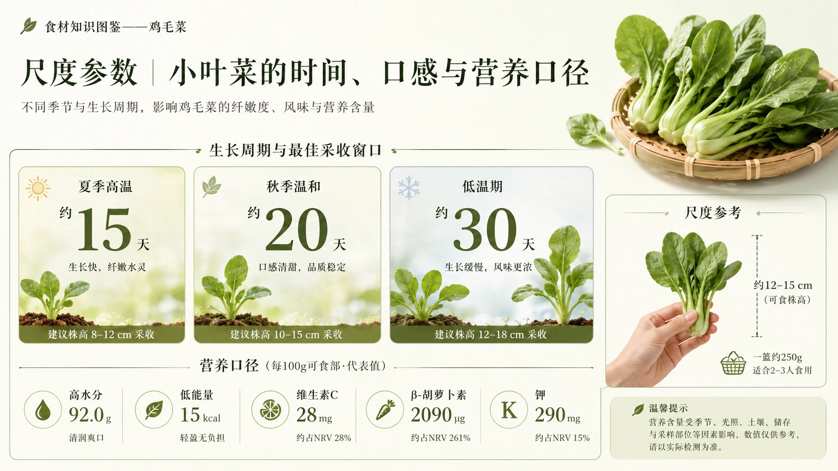 万物知识图鉴系列作品PPT——鸡毛菜 - 预览图4