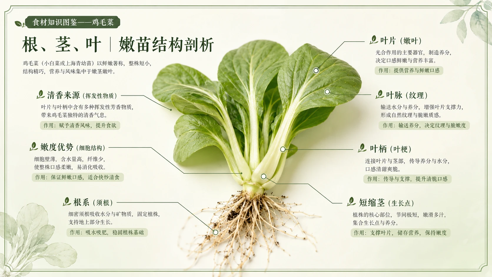 万物知识图鉴系列作品PPT——鸡毛菜 - 预览图5