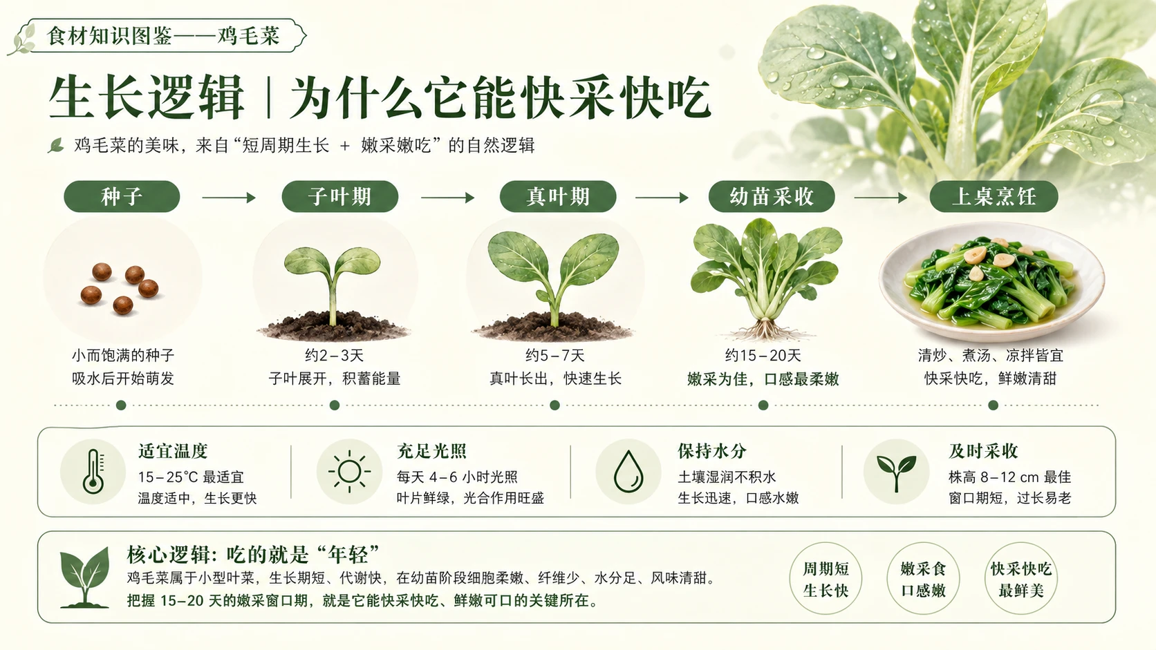 万物知识图鉴系列作品PPT——鸡毛菜 - 预览图6