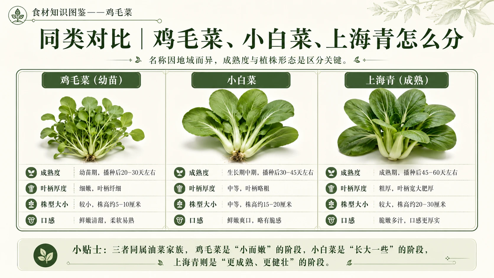 万物知识图鉴系列作品PPT——鸡毛菜 - 预览图8