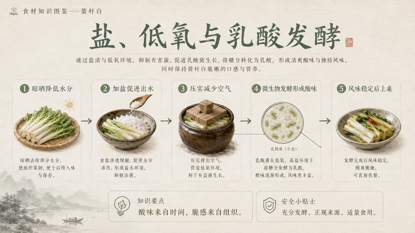 万物知识图鉴系列作品PPT——箭杆白 - 预览图6