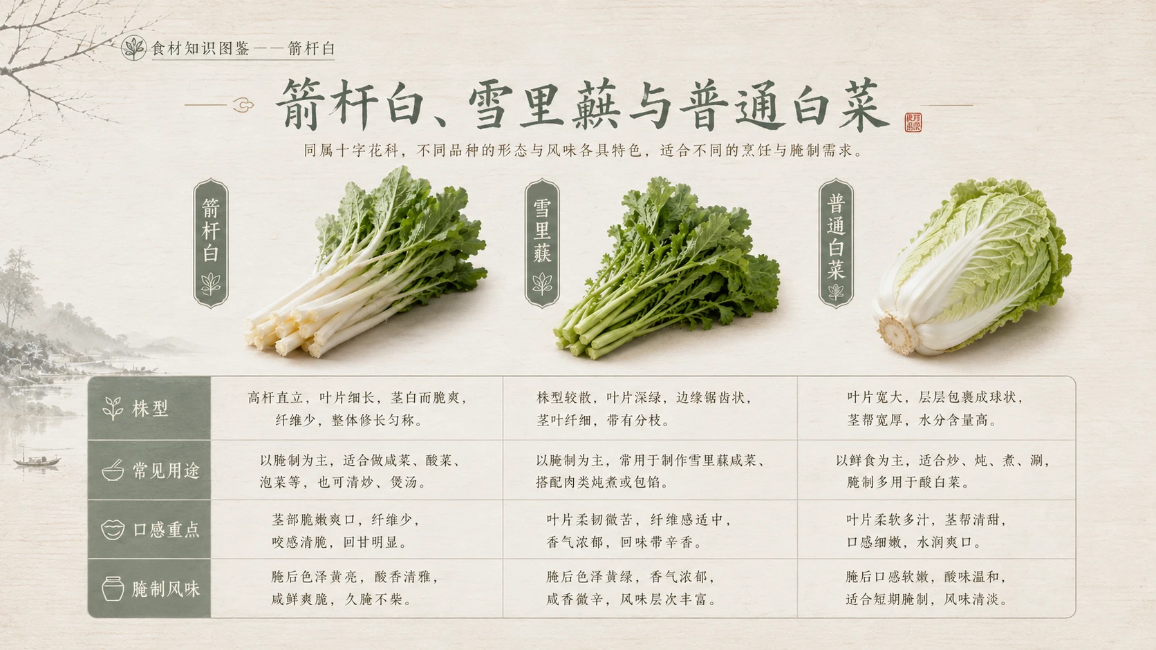 万物知识图鉴系列作品PPT——箭杆白 - 预览图8