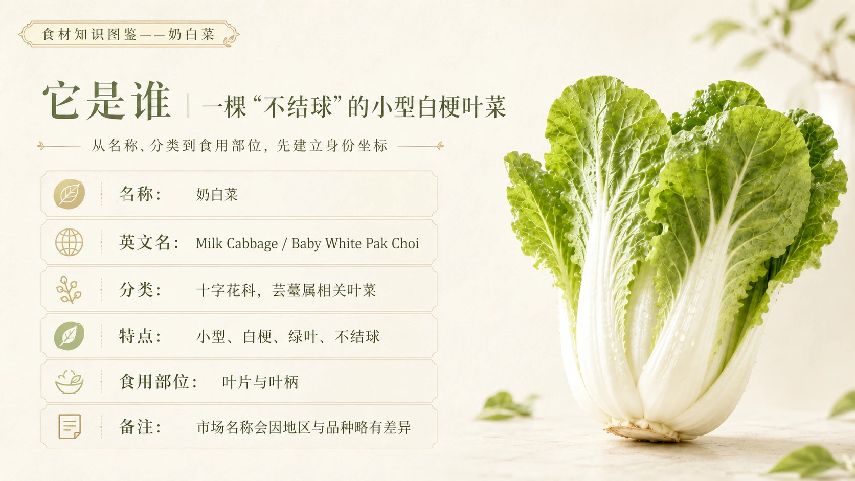 万物知识图鉴系列作品PPT——奶白菜 - 预览图2