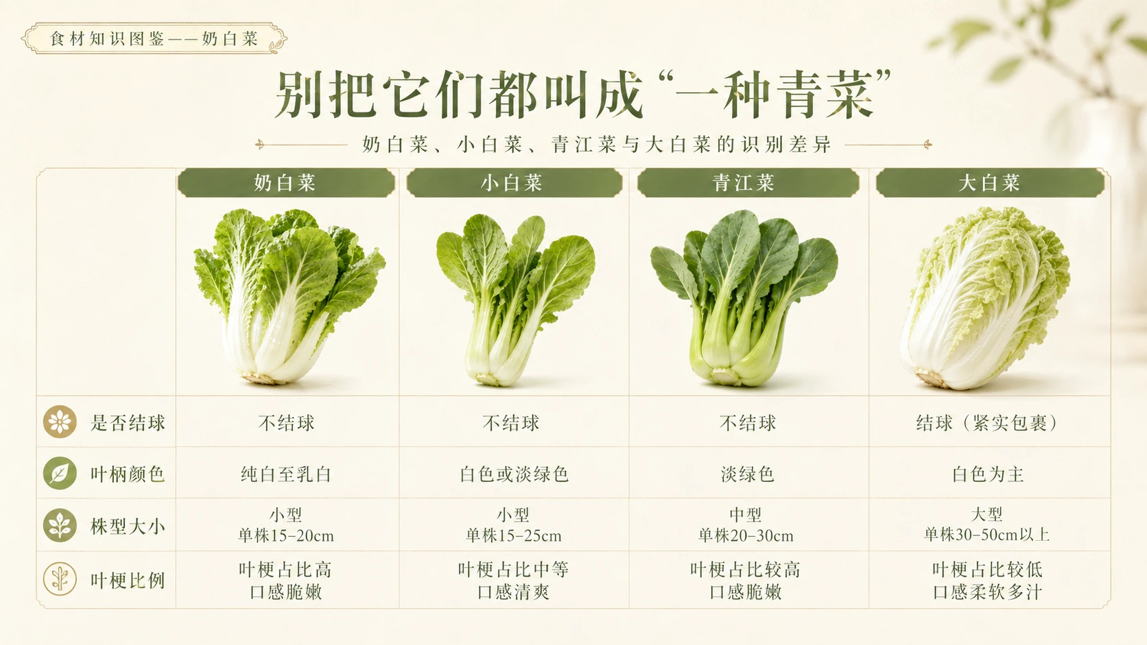 万物知识图鉴系列作品PPT——奶白菜 - 预览图8
