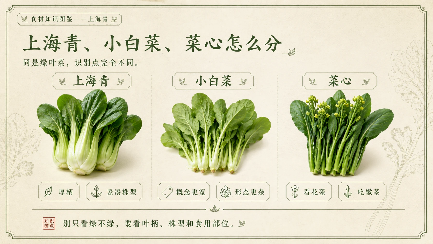 万物知识图鉴系列作品PPT——上海青 - 预览图8