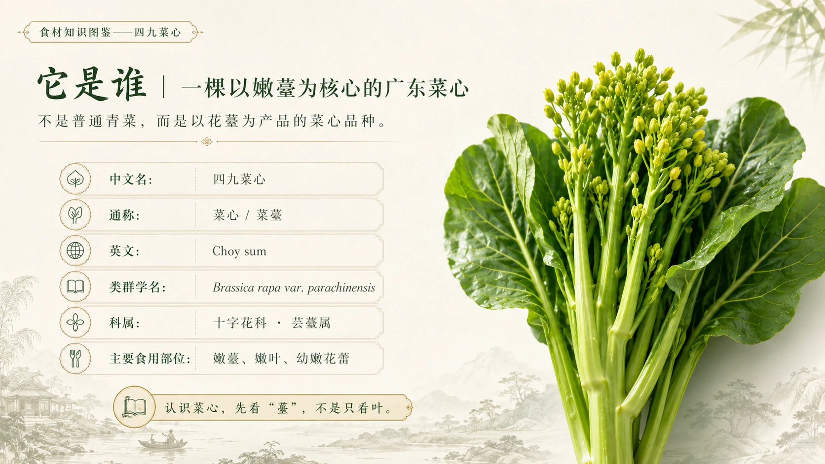万物知识图鉴系列作品PPT——四九菜心 - 预览图2