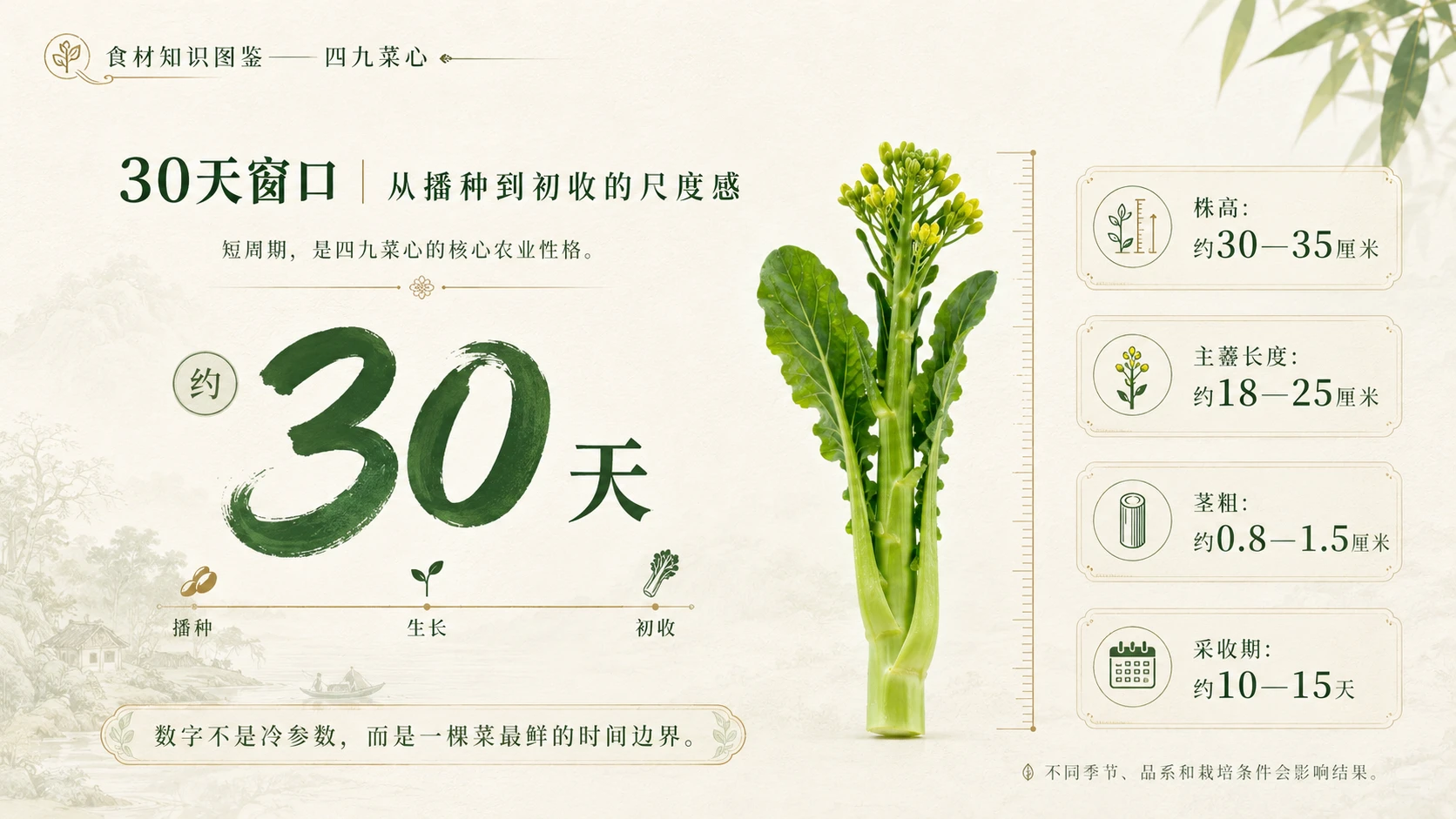 万物知识图鉴系列作品PPT——四九菜心 - 预览图4
