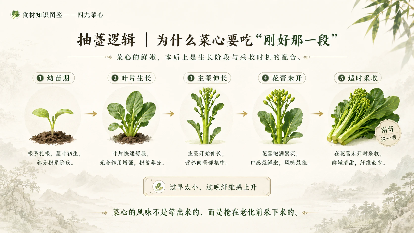 万物知识图鉴系列作品PPT——四九菜心 - 预览图6