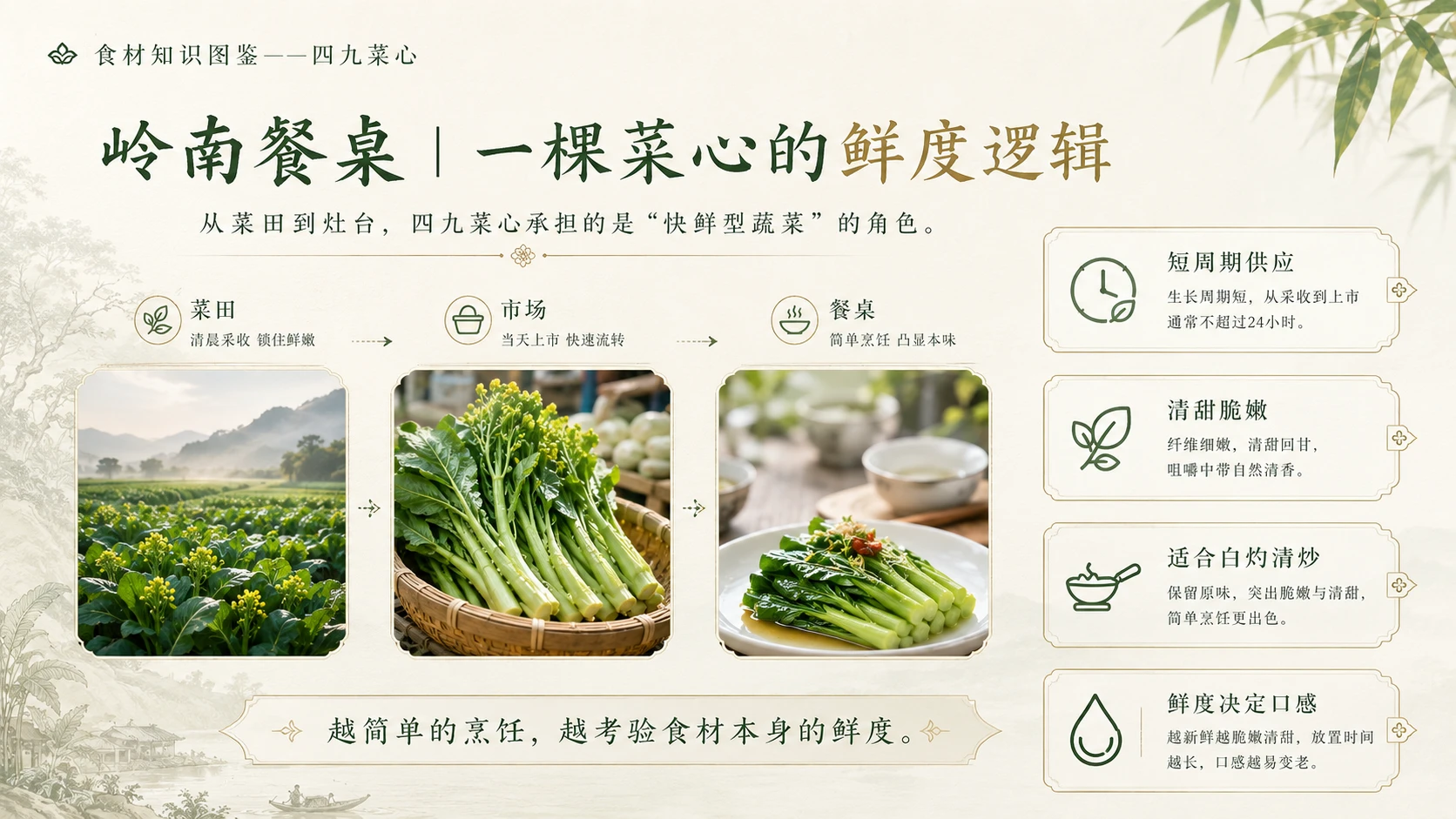 万物知识图鉴系列作品PPT——四九菜心 - 预览图9