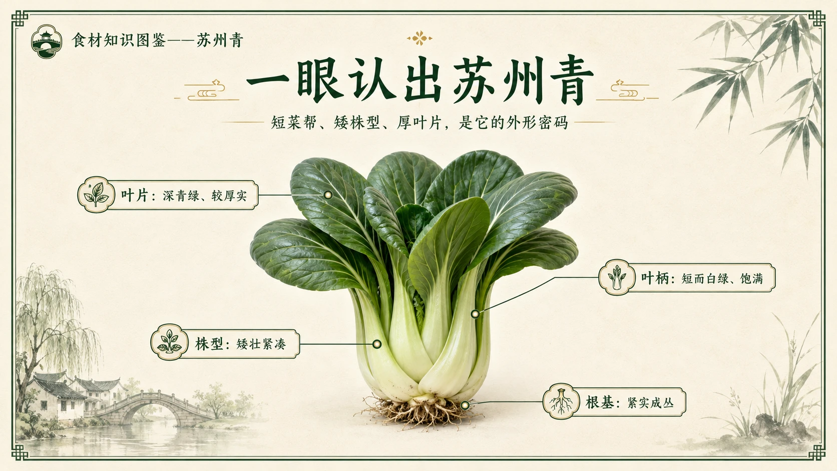 万物知识图鉴系列作品PPT——苏州青 - 预览图3