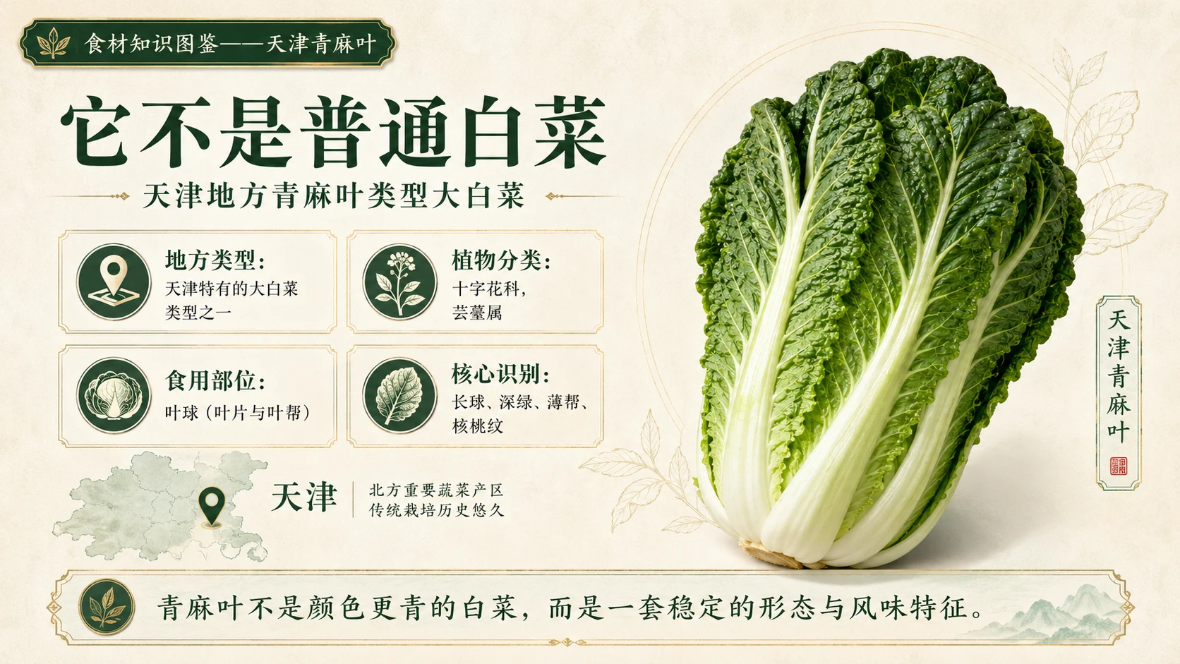 万物知识图鉴系列作品PPT——天津青麻叶 - 预览图2