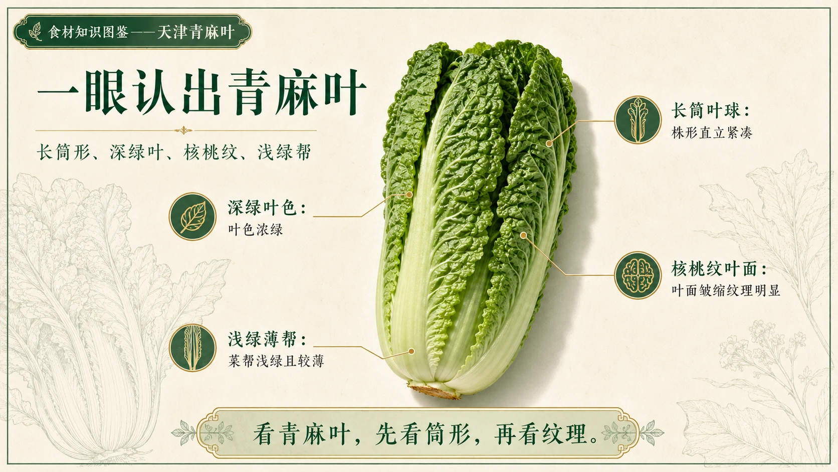 万物知识图鉴系列作品PPT——天津青麻叶 - 预览图3