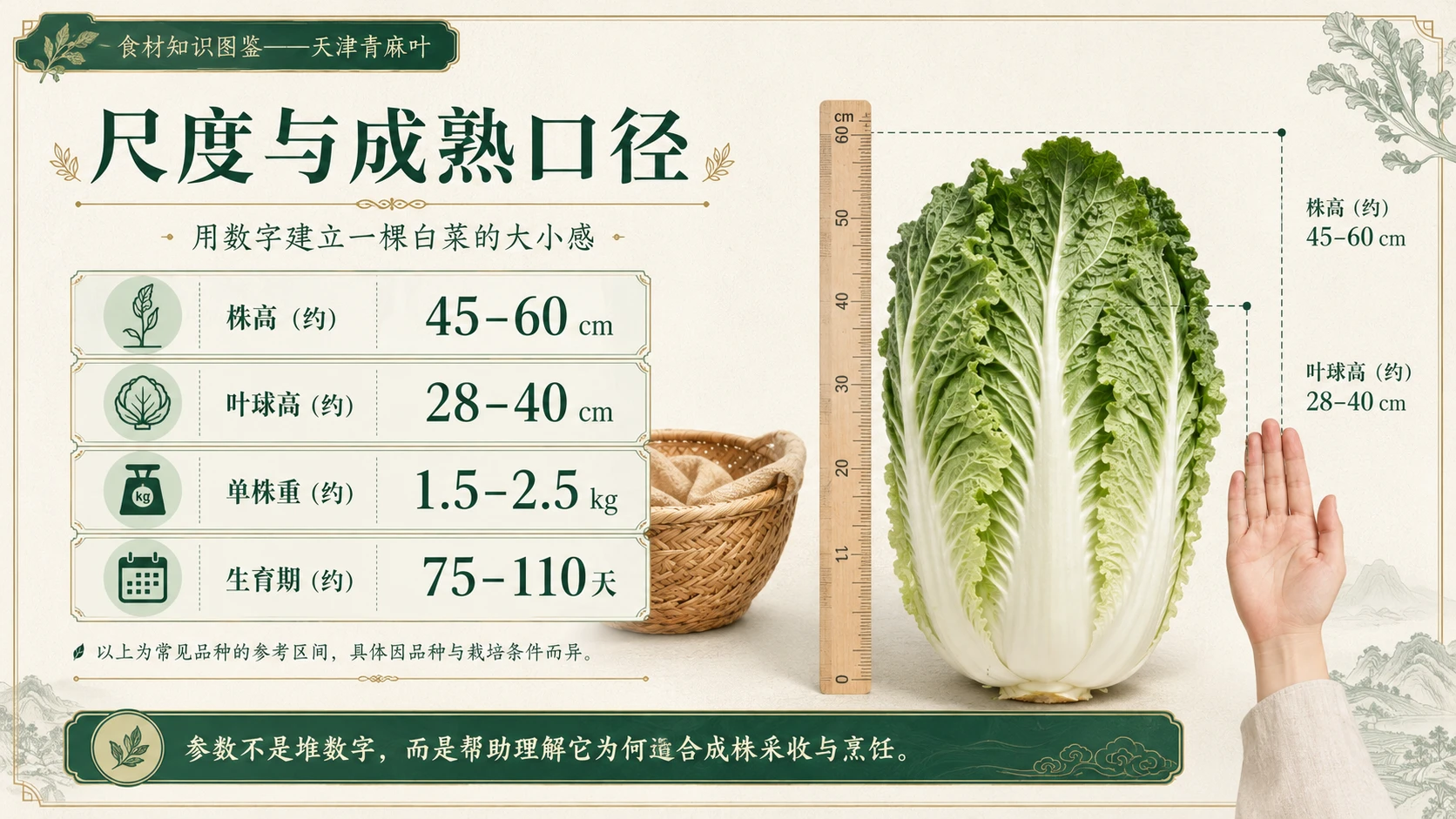 万物知识图鉴系列作品PPT——天津青麻叶 - 预览图4