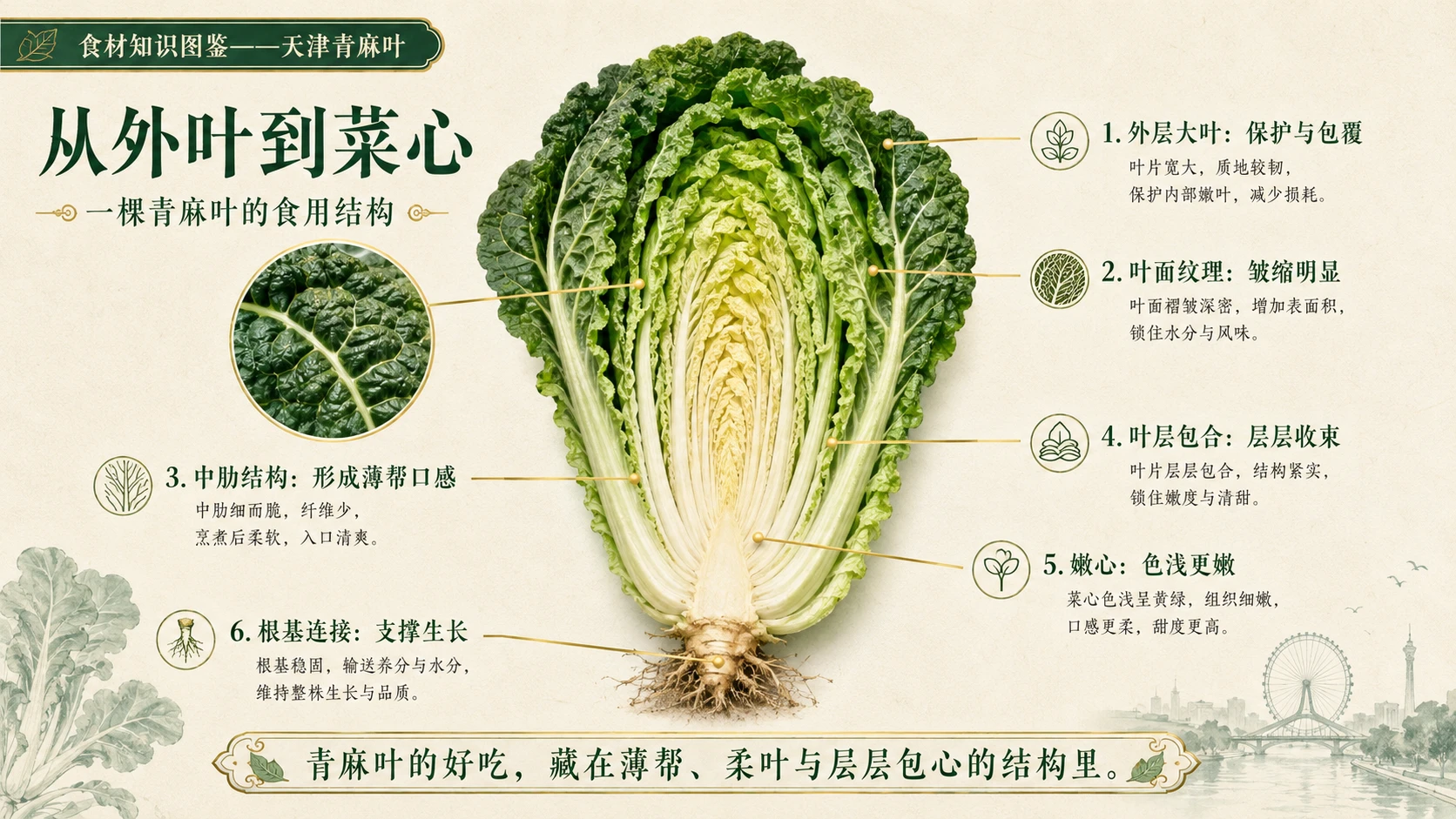 万物知识图鉴系列作品PPT——天津青麻叶 - 预览图5