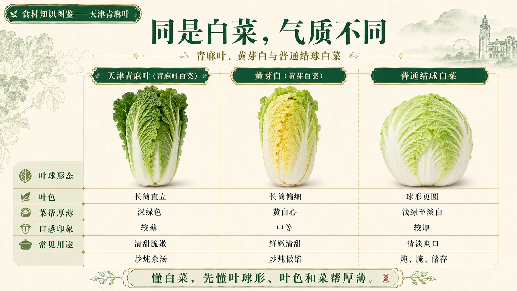 万物知识图鉴系列作品PPT——天津青麻叶 - 预览图8