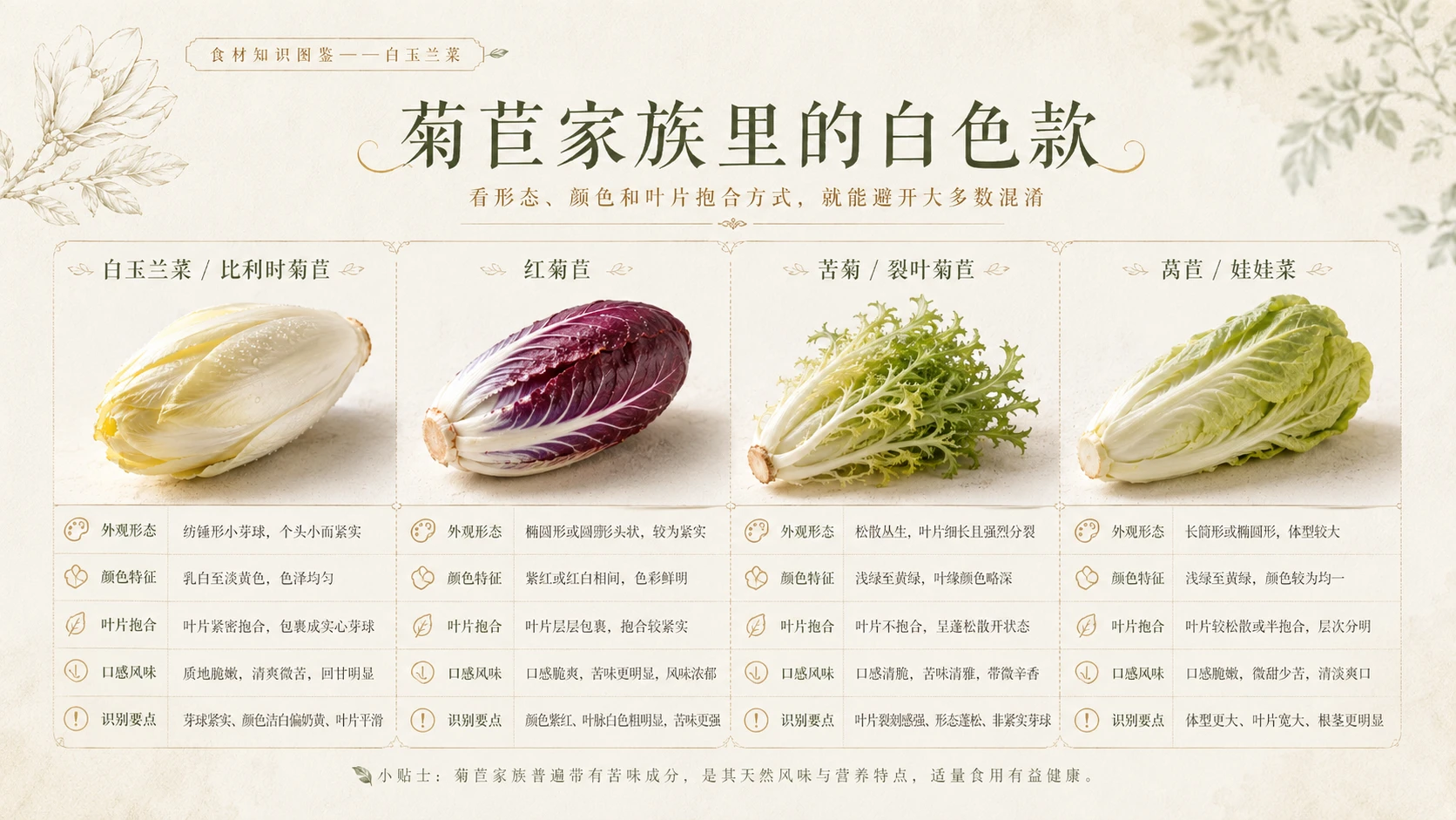万物知识图鉴系列作品PPT——白玉兰菜 - 预览图8