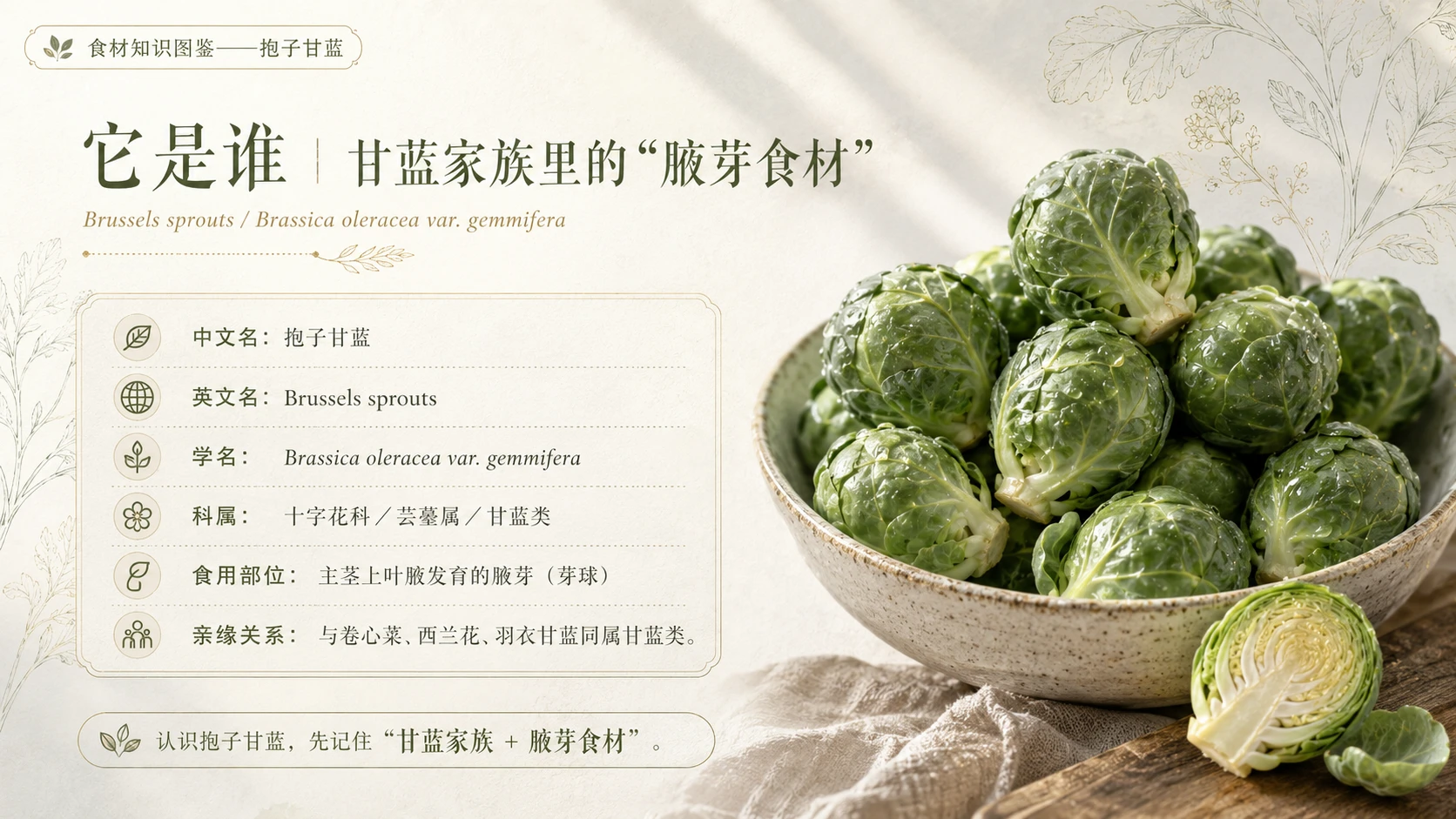 万物知识图鉴系列作品PPT——抱子甘蓝 - 预览图2