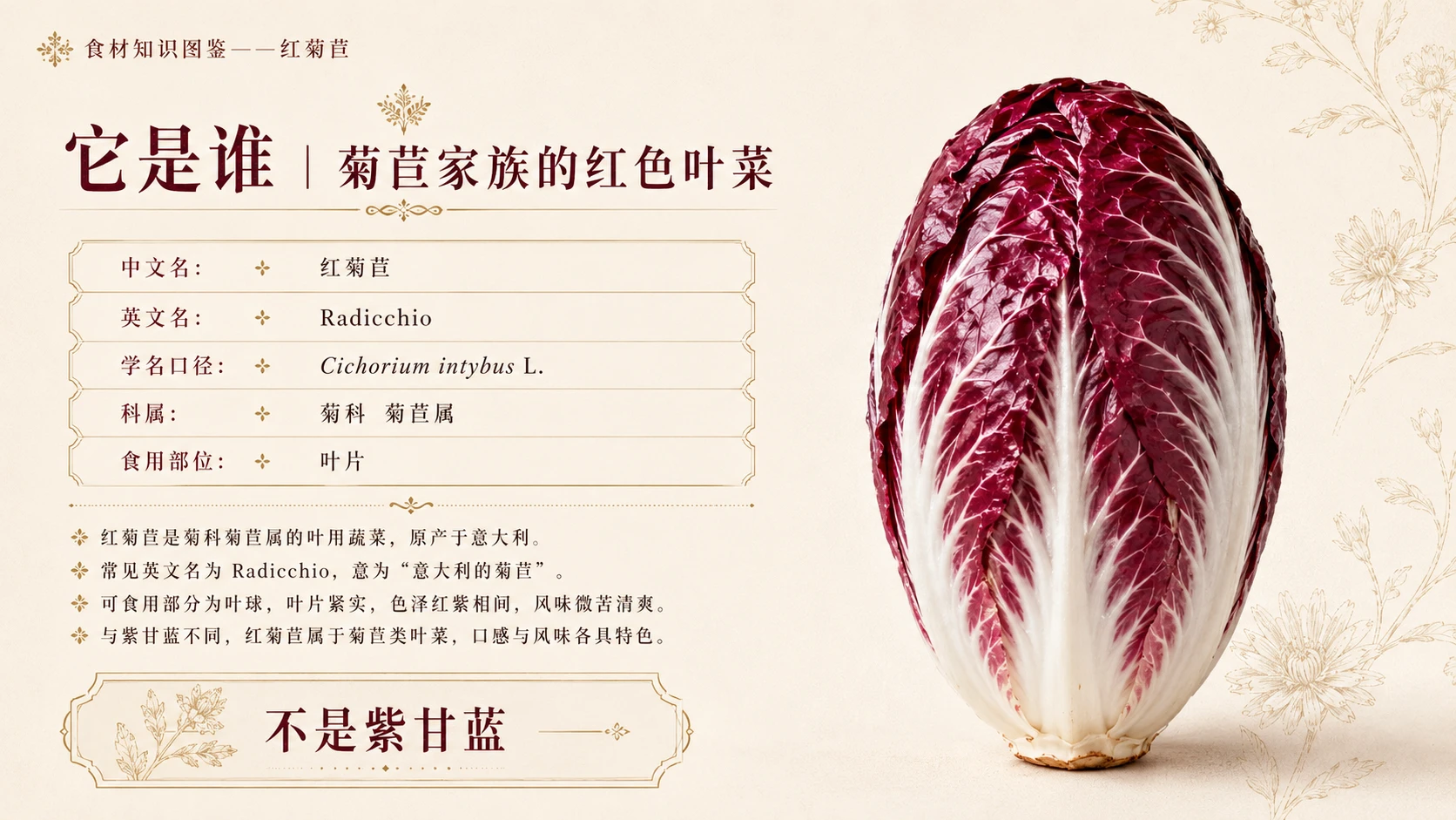 万物知识图鉴系列作品PPT——红菊苣 - 预览图2