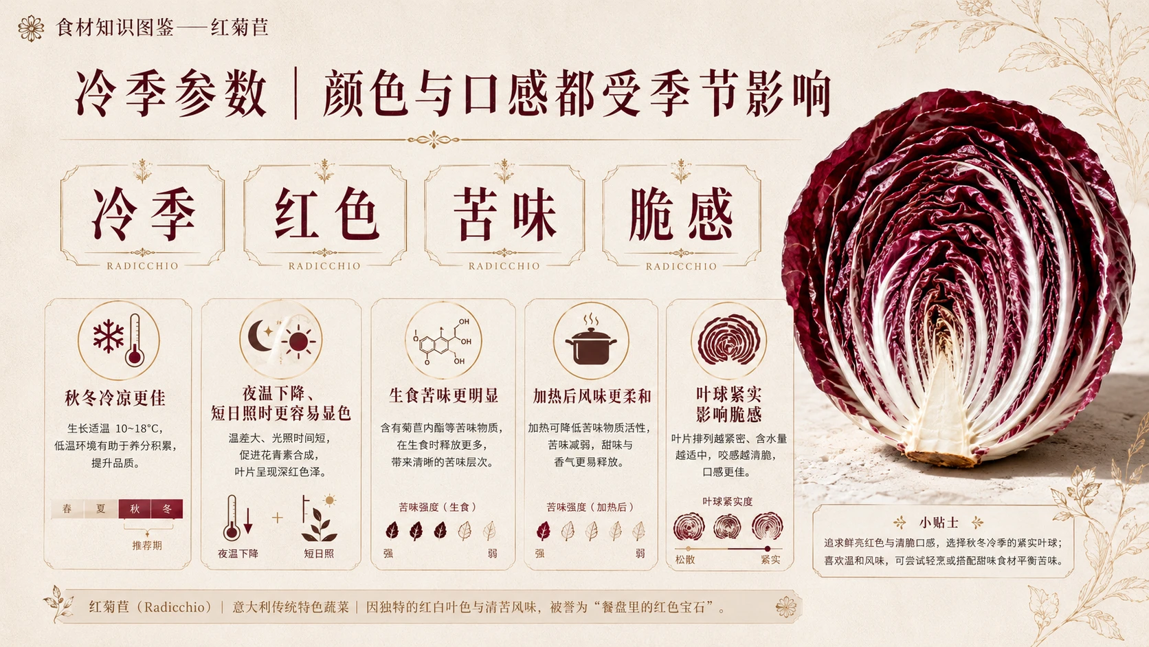万物知识图鉴系列作品PPT——红菊苣 - 预览图4