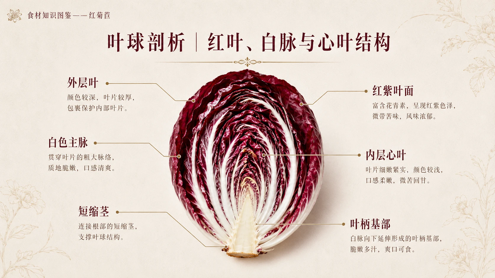 万物知识图鉴系列作品PPT——红菊苣 - 预览图5