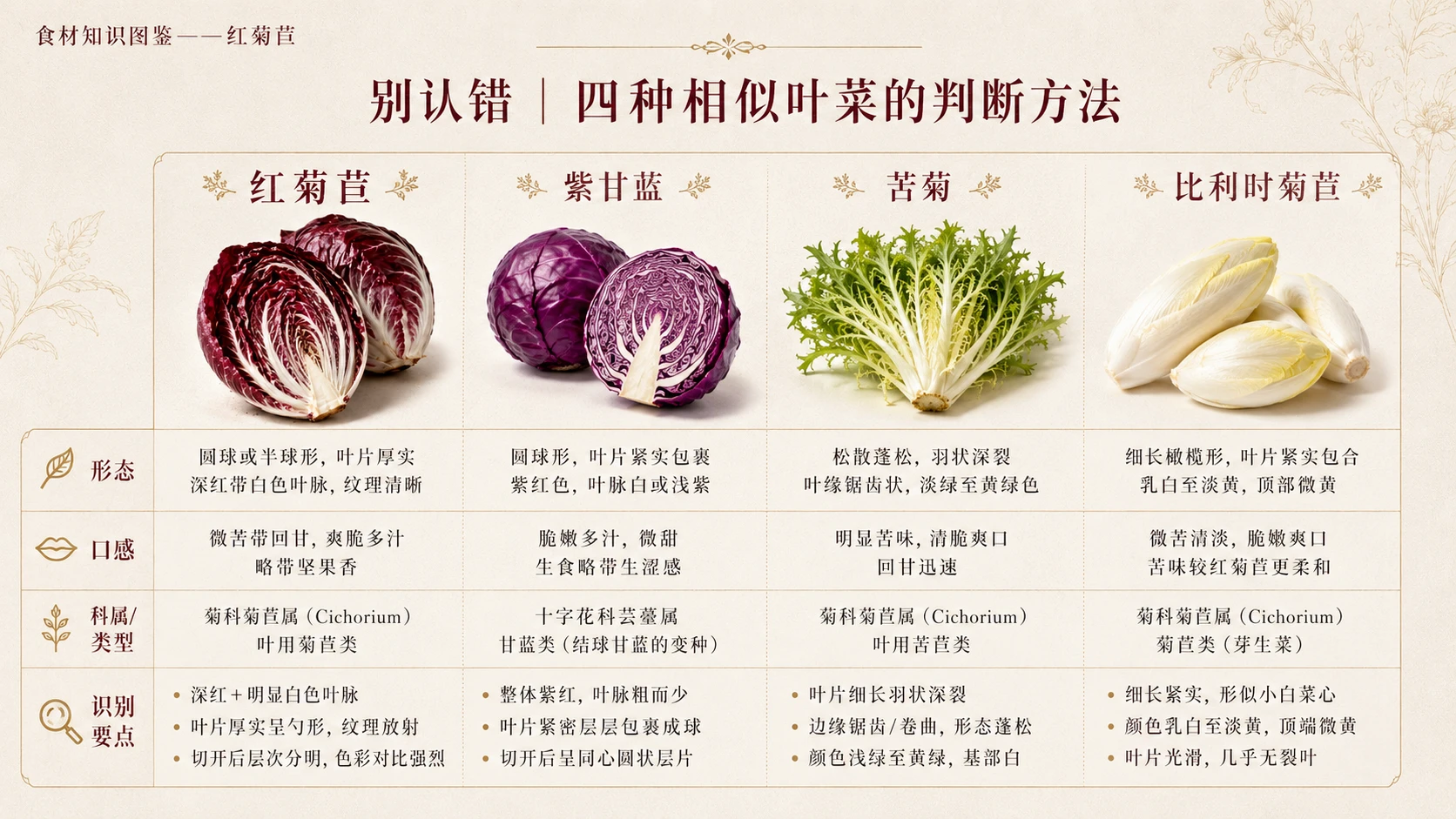 万物知识图鉴系列作品PPT——红菊苣 - 预览图8