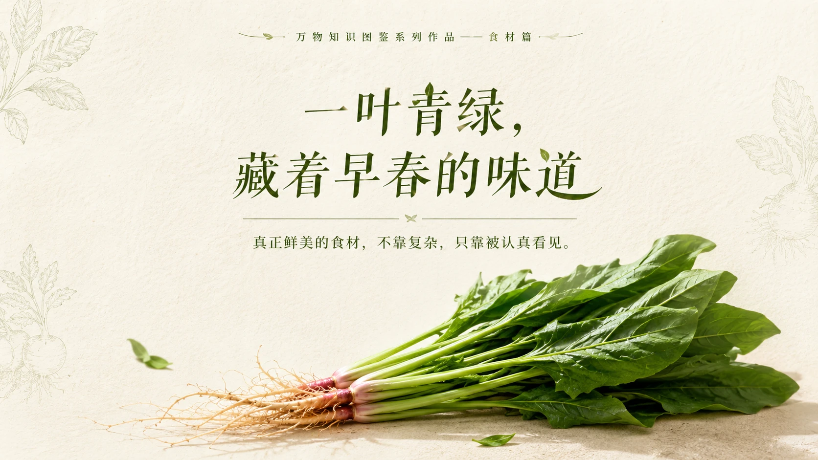 万物知识图鉴系列作品PPT——尖叶菠菜 - 预览图10