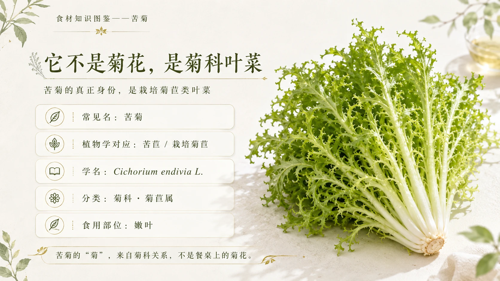 万物知识图鉴系列作品PPT——苦菊 - 预览图2