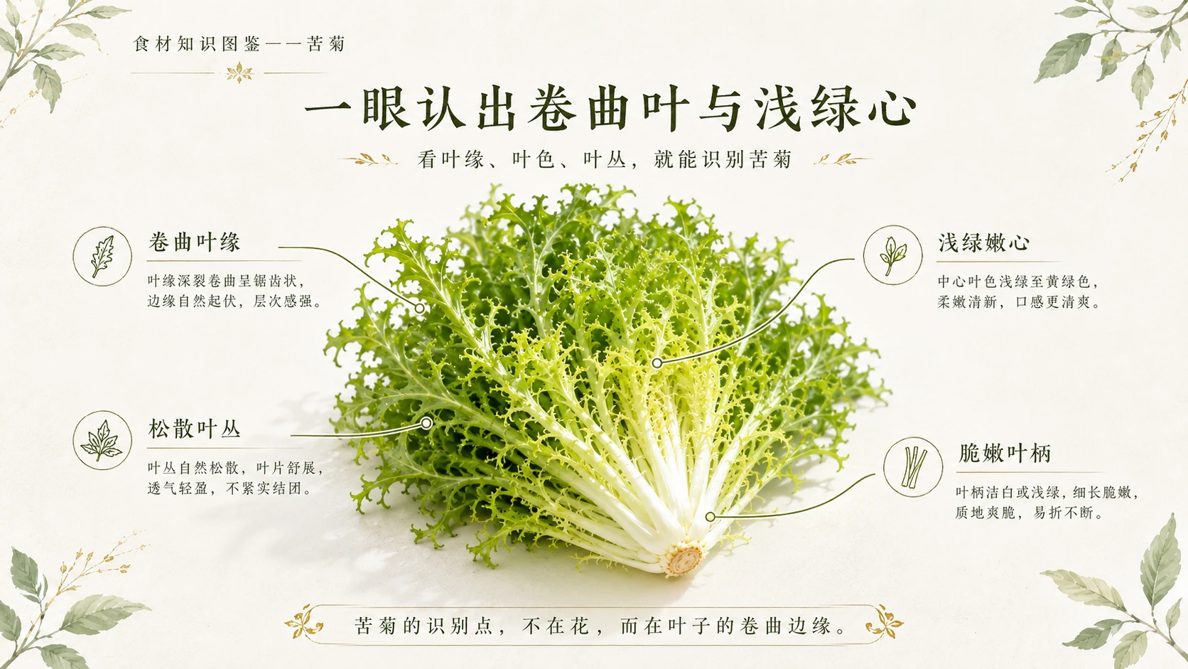 万物知识图鉴系列作品PPT——苦菊 - 预览图3
