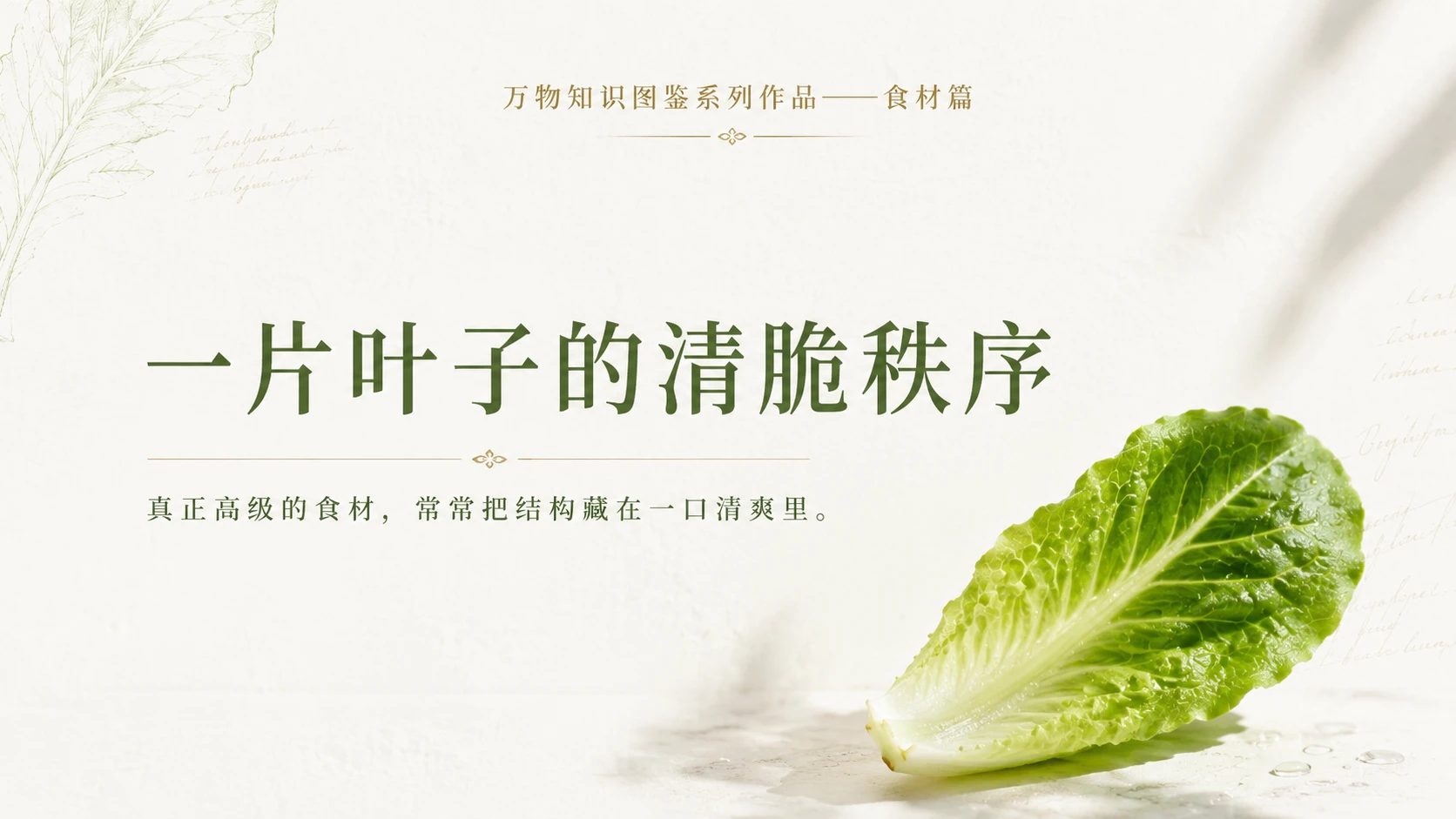 万物知识图鉴系列作品PPT——罗马生菜 - 预览图10