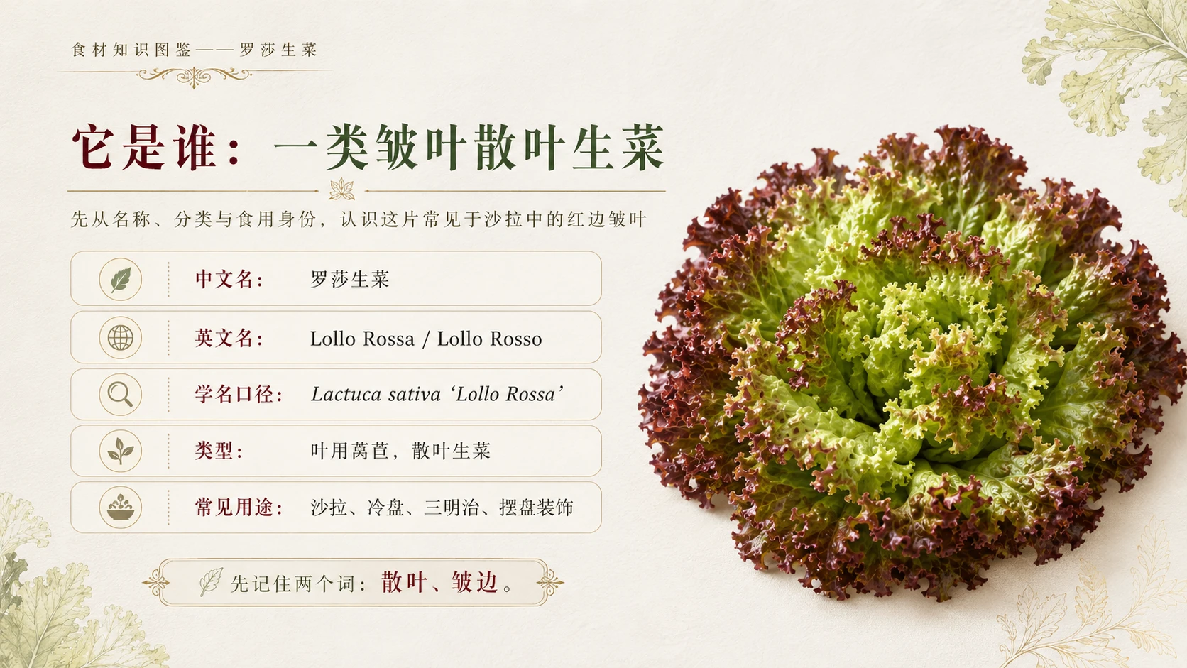 万物知识图鉴系列作品PPT——罗莎生菜 - 预览图2