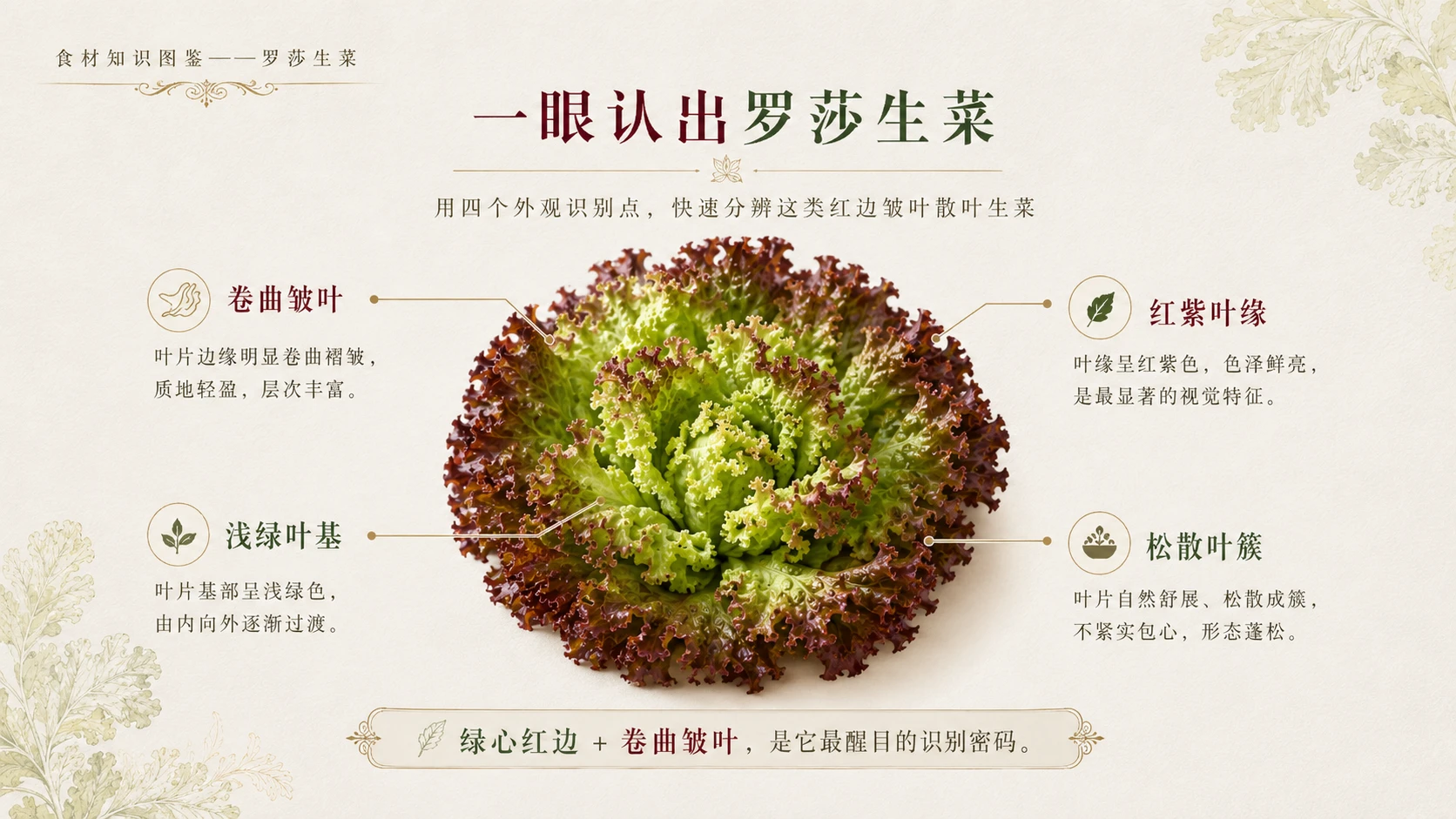 万物知识图鉴系列作品PPT——罗莎生菜 - 预览图3