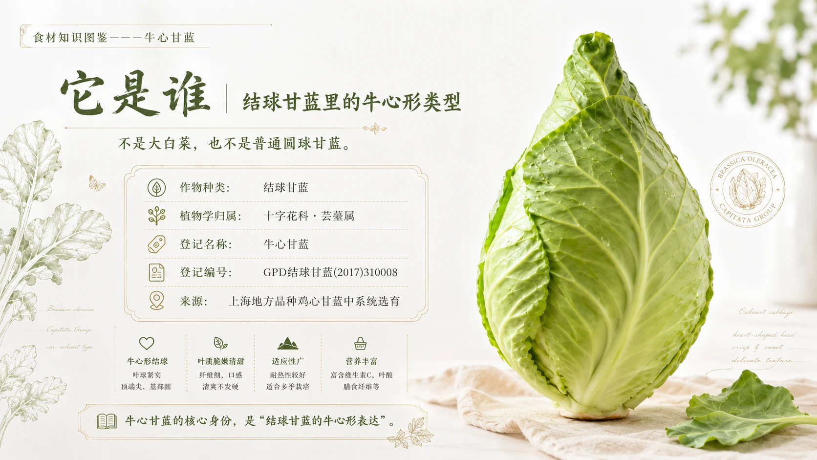 万物知识图鉴系列作品PPT——牛心甘蓝 - 预览图2