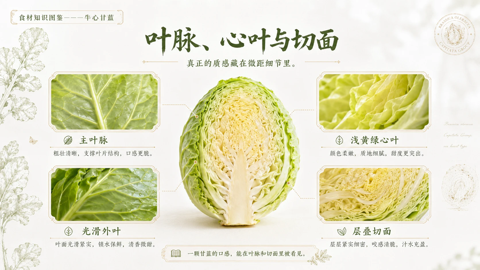 万物知识图鉴系列作品PPT——牛心甘蓝 - 预览图7