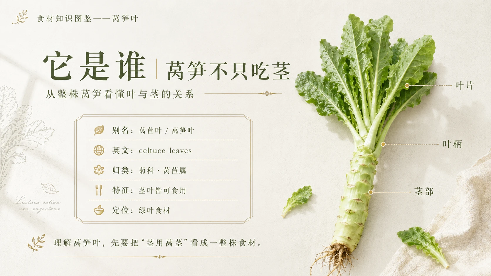 万物知识图鉴系列作品PPT——莴笋叶 - 预览图2