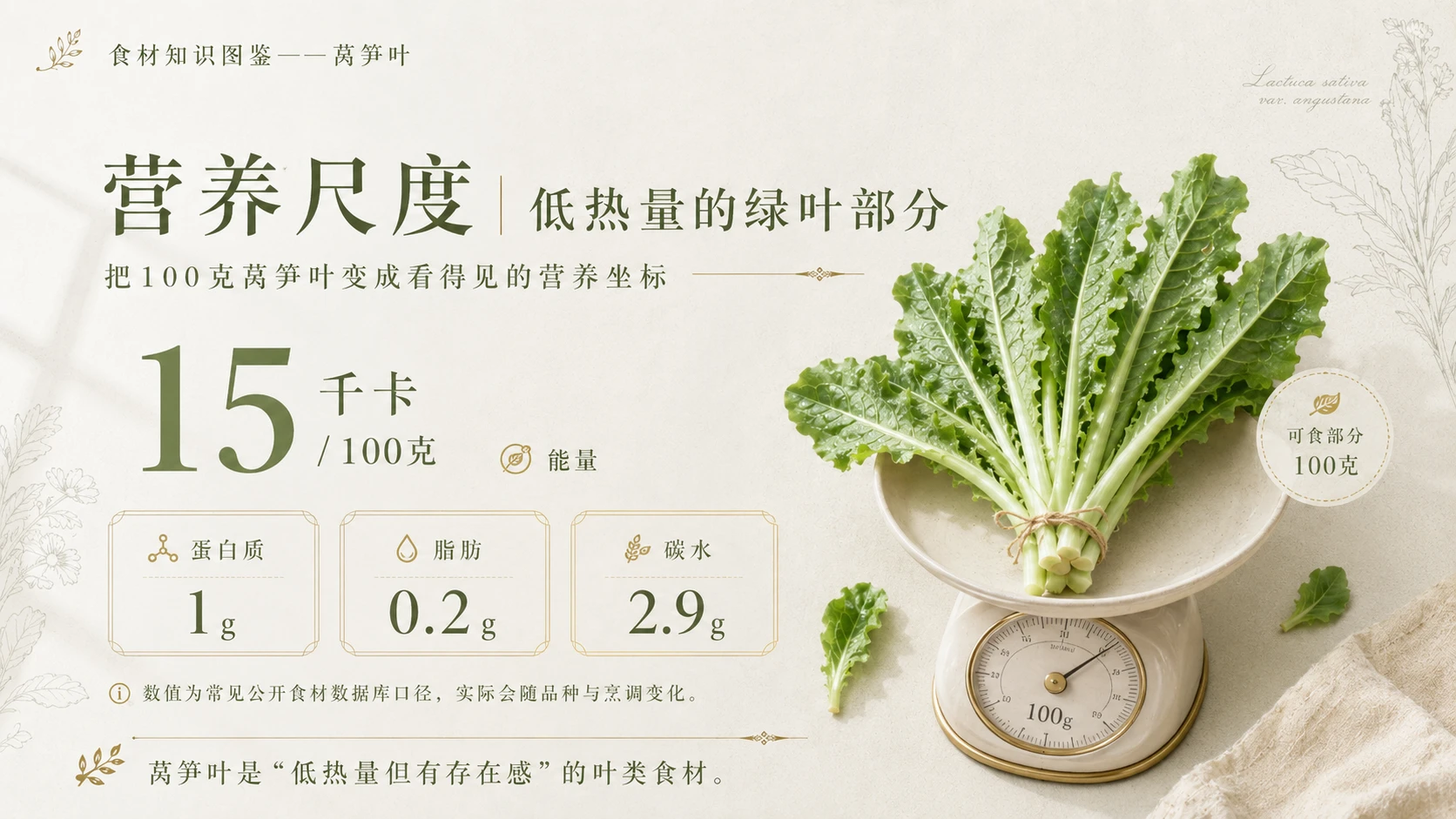 万物知识图鉴系列作品PPT——莴笋叶 - 预览图4